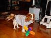 Post pics of your dogs/pets...-dsc00233.jpg