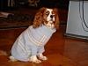 Post pics of your dogs/pets...-dsc00236.jpg