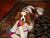 Post pics of your dogs/pets...-sony_camera_pictures_044.jpg