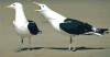 Guess the correct sex-birds.gif