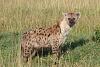 Kenya Safari-img_1703__large_.jpg
