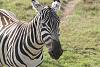 Kenya Safari-img_2338__large_.jpg
