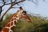 Kenya Safari-img_3143__large_.jpg