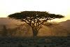 Kenya Safari-img_3210__large_.jpg
