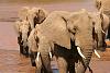 Kenya Safari-img_3404__large_.jpg
