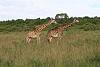 Kenya Safari-img_2000__large_.jpg