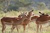Kenya Safari-img_2754__large_.jpg