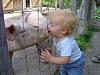 Origins of Swine Flu-custom_1240766890476_kidkissingpig.jpg