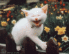 Tracy on Facebook-1591_animal_white_cat_fence_laugh.gif