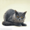 Tracy on Facebook-1784_animal_grey_cat_tapping_paw.gif
