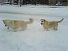 Post pics of your dogs/pets...-ben_tara_snow_2.jpg