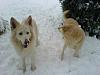 Post pics of your dogs/pets...-dsc00022.jpg