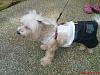 Post pics of your dogs/pets...-dsc00733.jpg