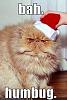 What celebrities have you met or been close to?-funny_pictures_bah_humbug_cat.jpg