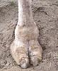 Let&#39;s post pictures of camel toes.......-camel_toe.jpg