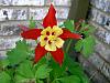 test pic-columbine.jpg