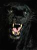 bagheera's Avatar